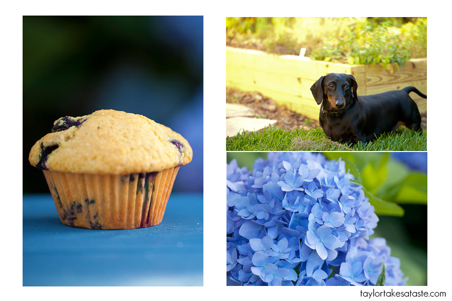 muffin_dog_flowers