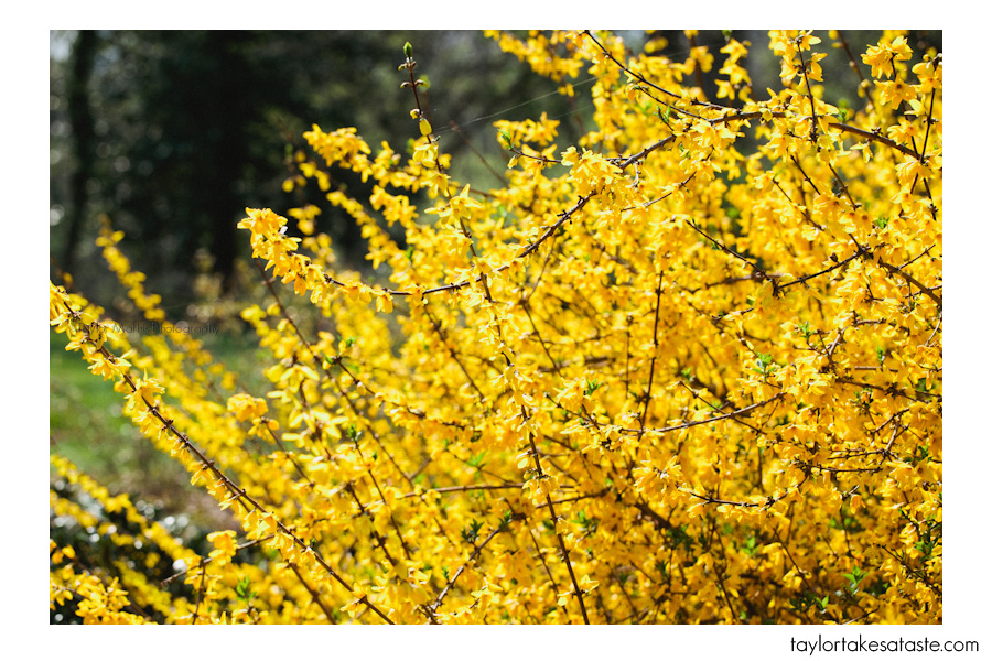 inspiration_flowers2